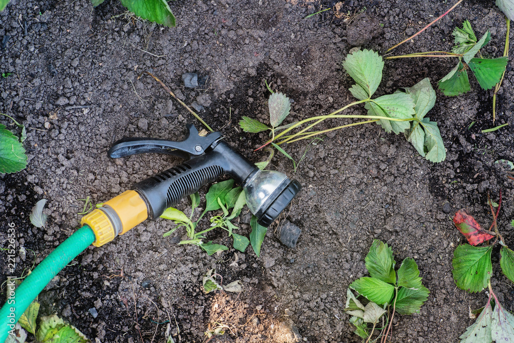 Watering hose on a dry soil with strawberries sprouts Watering hose on a dry soil with strawberries sprouts