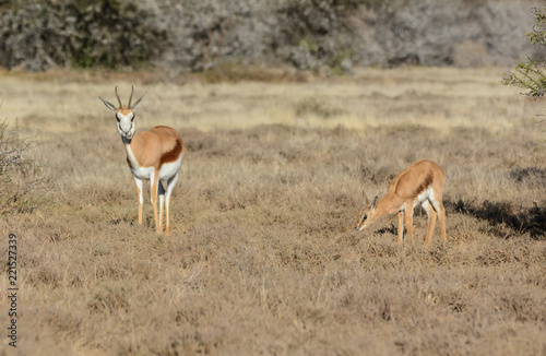 Springbok With Calf