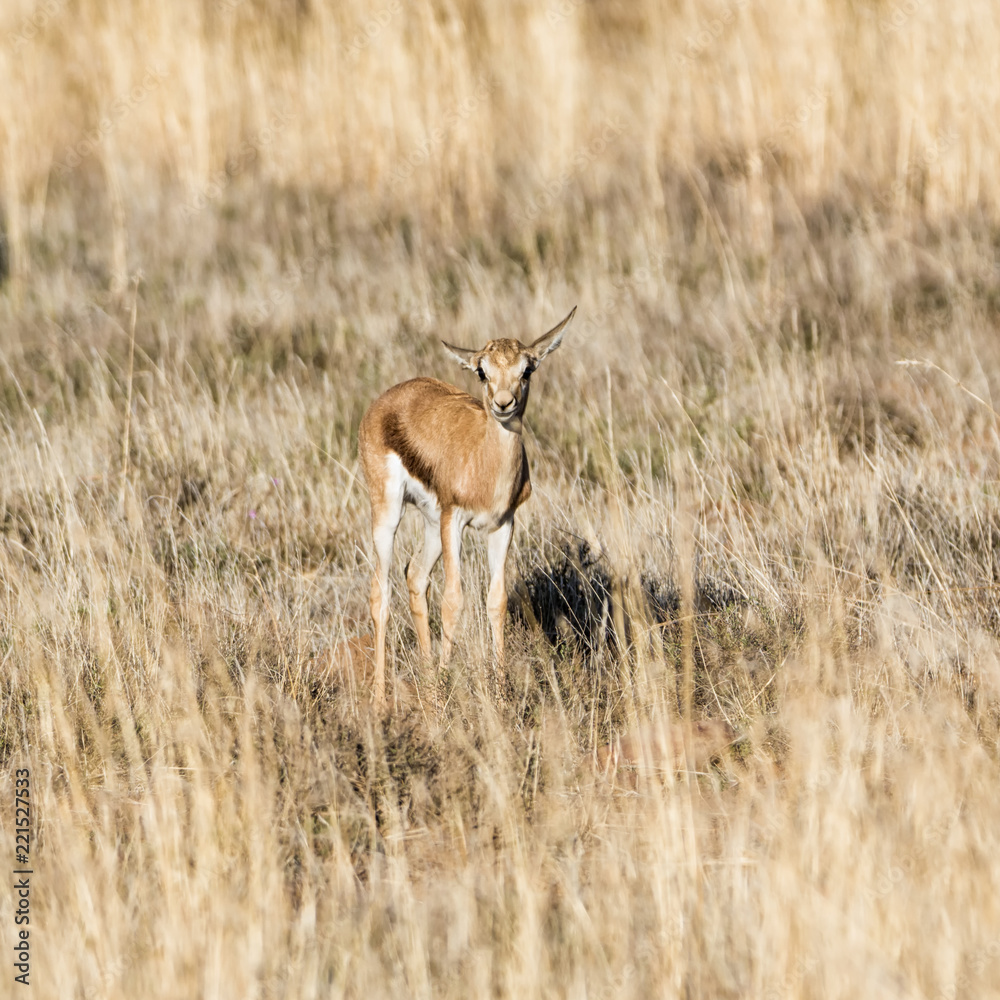 Juvenile Springbok Juvenile Springbok