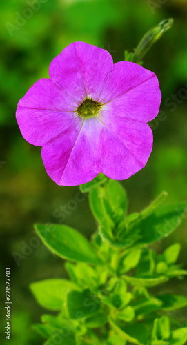 Blooming petunia flower close - up view