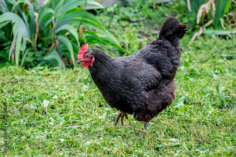 Black chicken goes in the garden of the farm_
