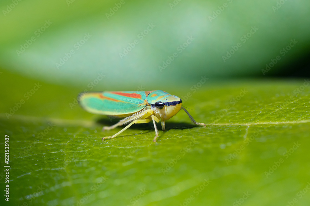 Close up of one rhododendron leafhopper sitting on a leaf