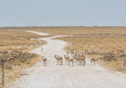 Springbok Antelope