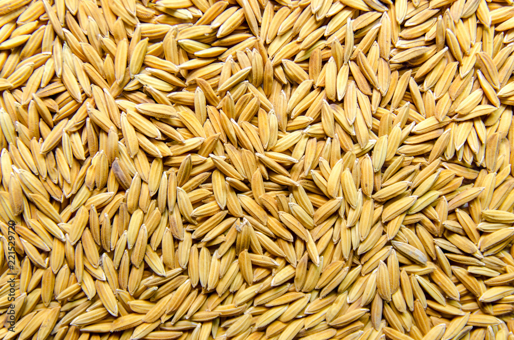 Background and wallpaper by pile of paddy rice and rice seed. Background and wallpaper by pile of paddy rice and rice seed.