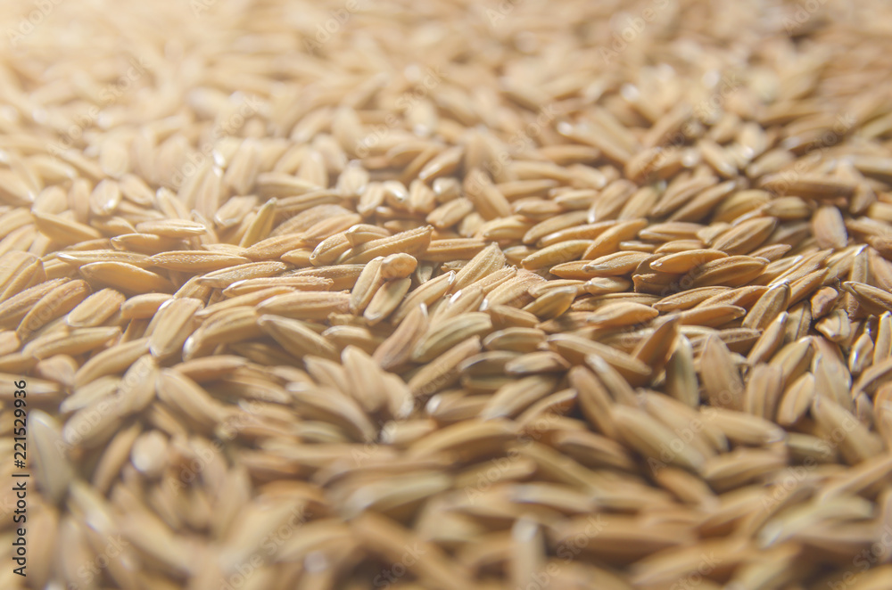 Obraz premium Background and wallpaper by pile of paddy rice and rice seed.