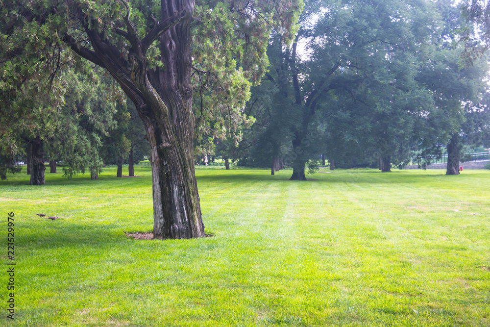Summer lawn at sunset Summer lawn at sunset