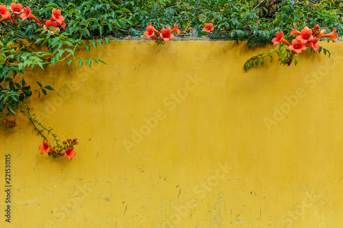 Bright Vietnamese yellow wall background with red flower vines in Hoi An, Vietnam