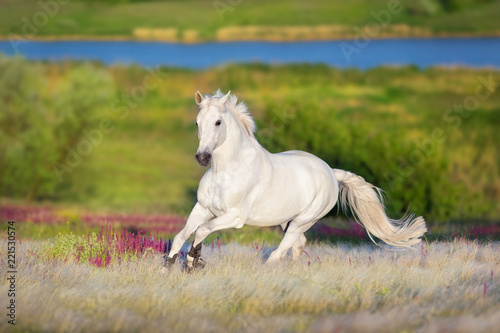 White horse free run in white stipa grass
