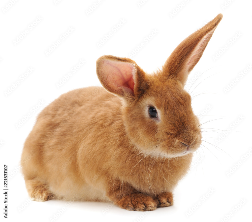 Obraz premium One brown rabbit.
