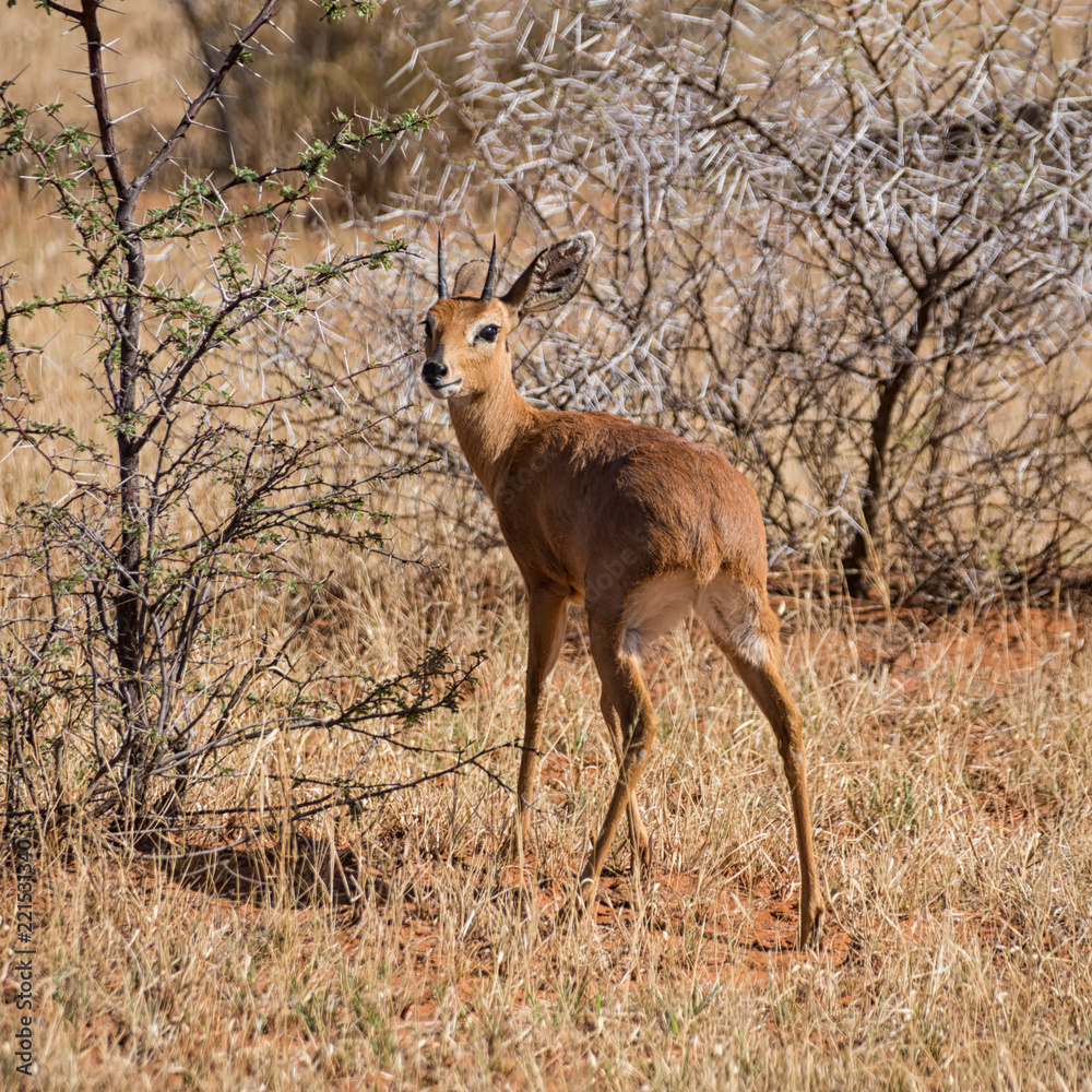 Male Steenbok Male Steenbok