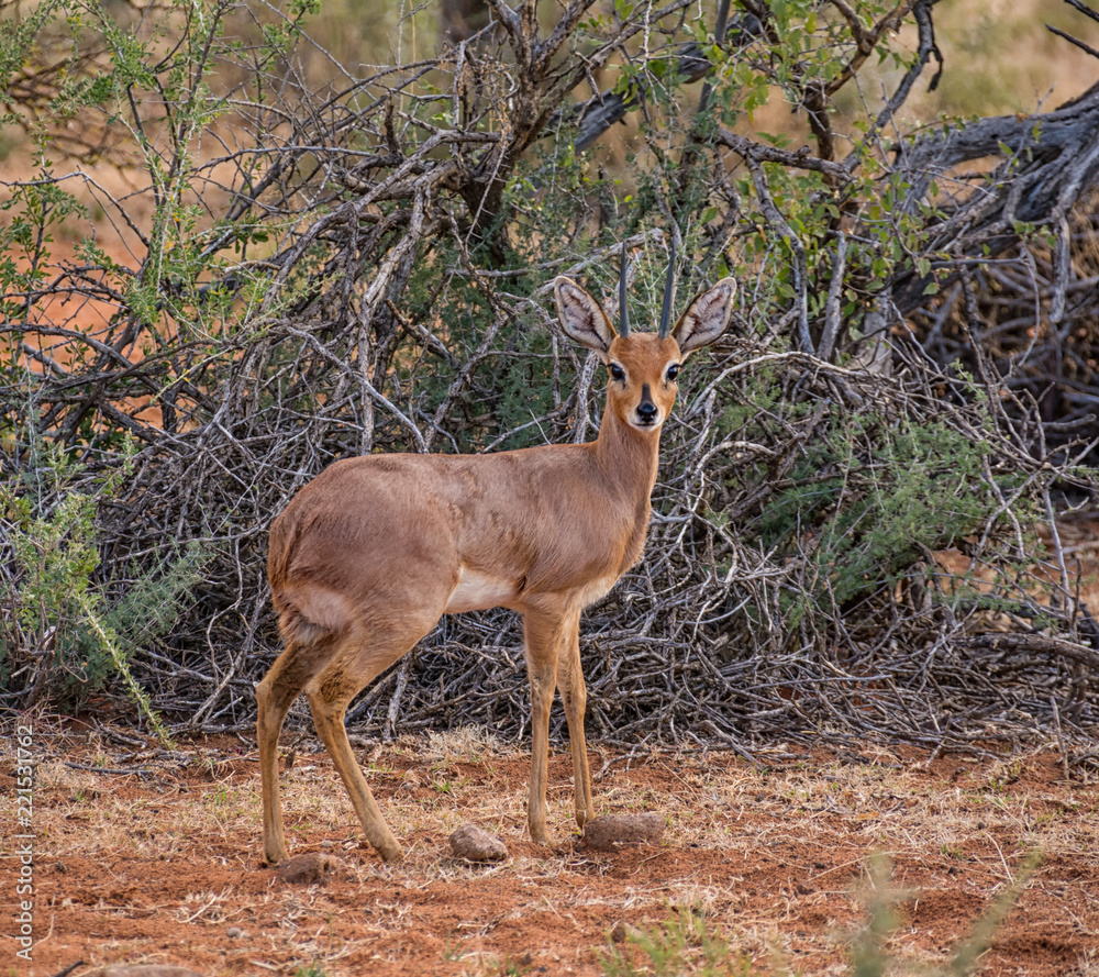 Steenbok Steenbok