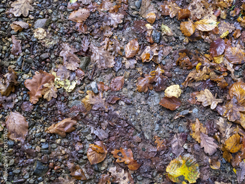 Various wet autumn leaves fallen on a forest path in Belgium on a rainy October day, texture background