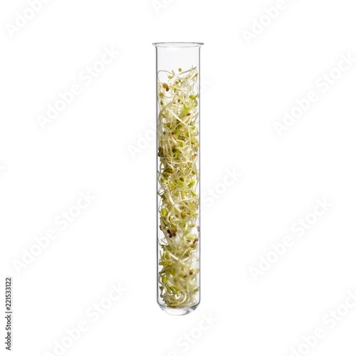 Alfalfa sprouts in test tube photo