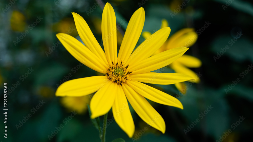 Fototapeta premium yellow flower macro