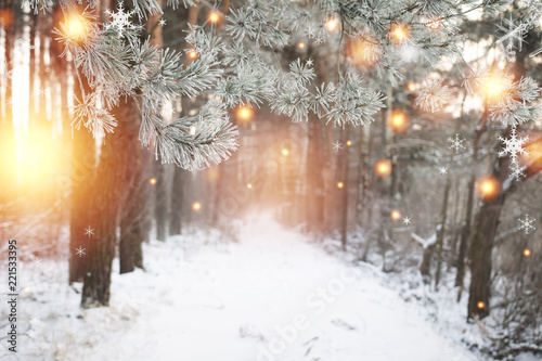 Christmas background. Winter forest with glowing snowflakes. Christmas forest with snowy road. Pine branches with hoarfrost. Xmas and New Year time in december © dzmitrock87