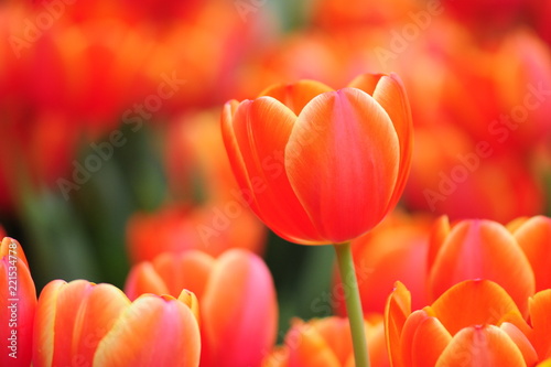 Orange beautiful Tulip  background