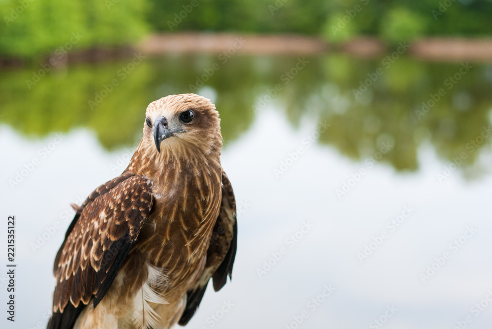 Healthy brown hawk standing portraited in front of lake background Healthy brown hawk standing portraited in front of lake background