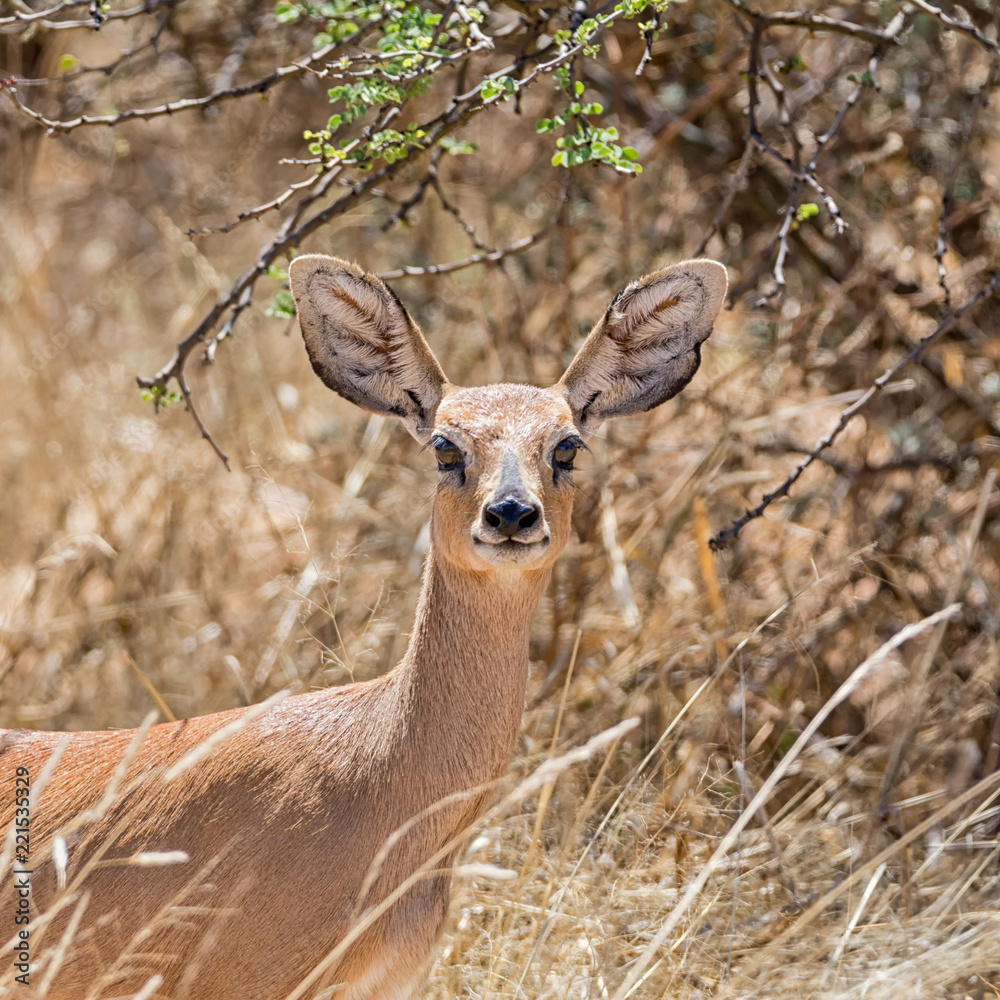 Steenbok Antelope Steenbok Antelope