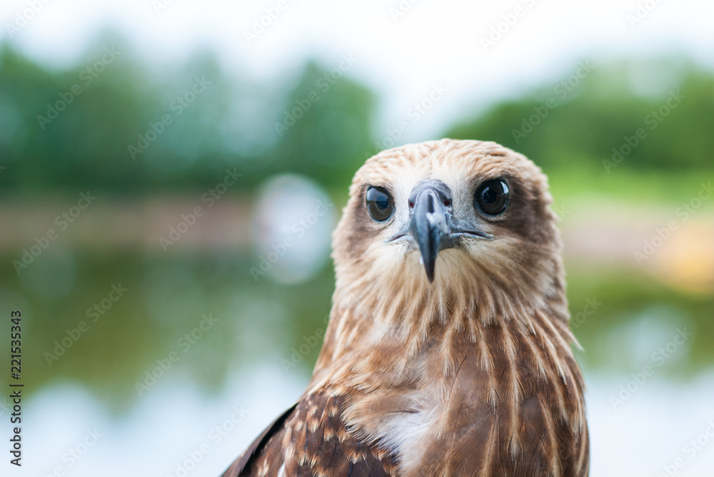 Healthy brown hawk portrait with blurred lake background Healthy brown hawk portrait with blurred lake background