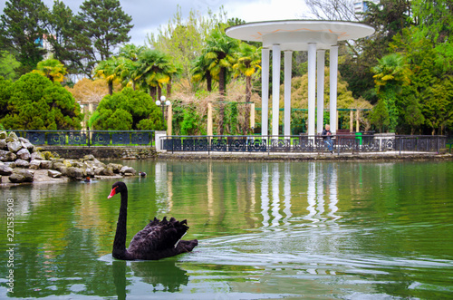 Fototapeta Naklejka Na Ścianę i Meble -  A black swan on a pond, in a beautiful park.