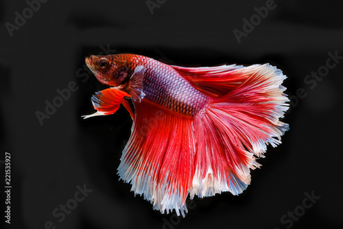 Siamese betta fish beautiful color with black background