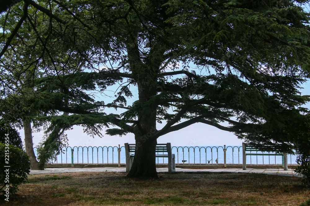 Obraz premium Tree and the sea