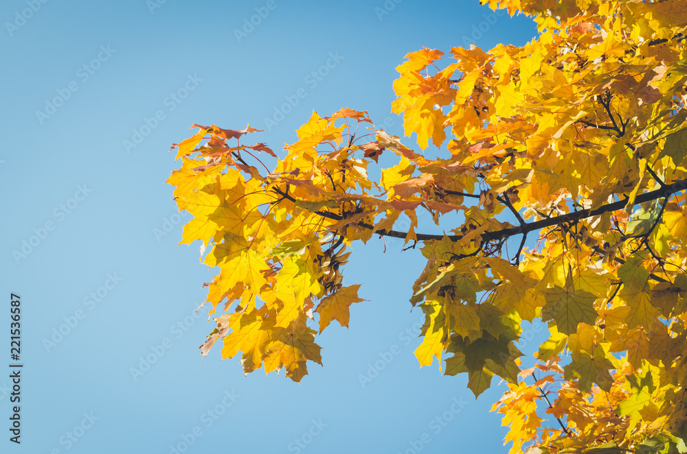 Autumn scene in a park