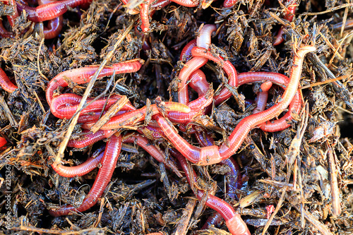 a lot of red worms striped for fishing outdoors