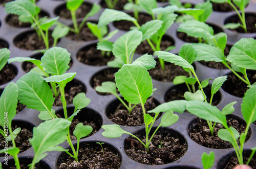 Cabbage seedlings in the greenhouse