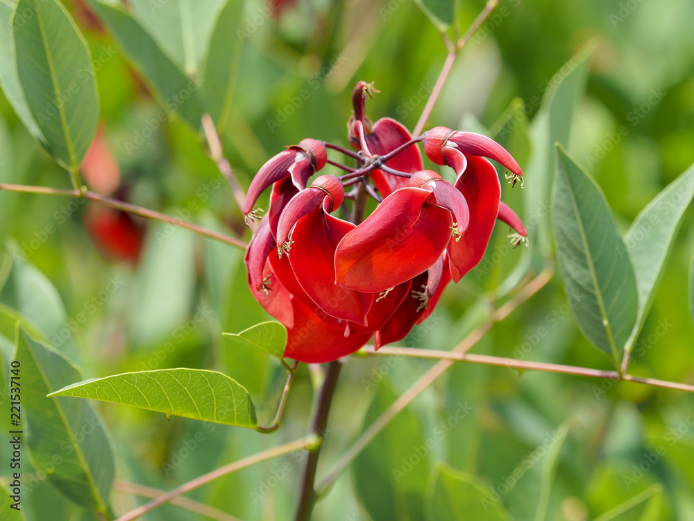 Fotografia do Stock: Erythrina crista-galli. Le Ceibo ou bucaré ...