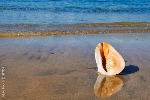 Big Sea shell is on the sand on the beach of Nusa Duo. The Island Of Bali 