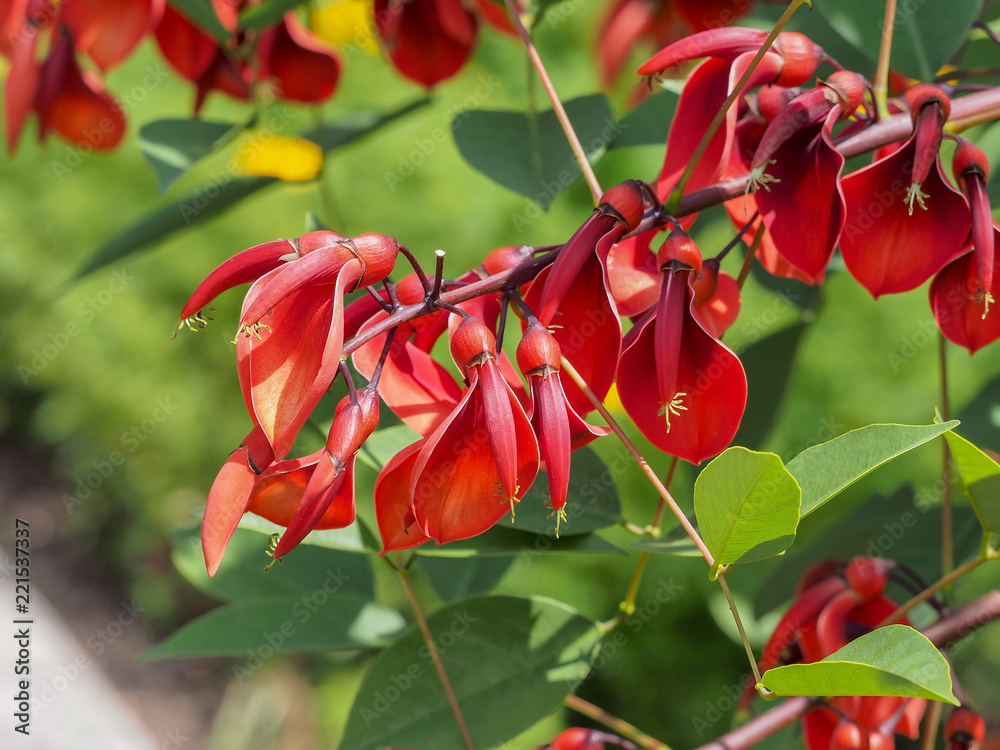 Erythrina crista-galli. Le Ceibo ou bucaré originaire d'Amérique du sud ...