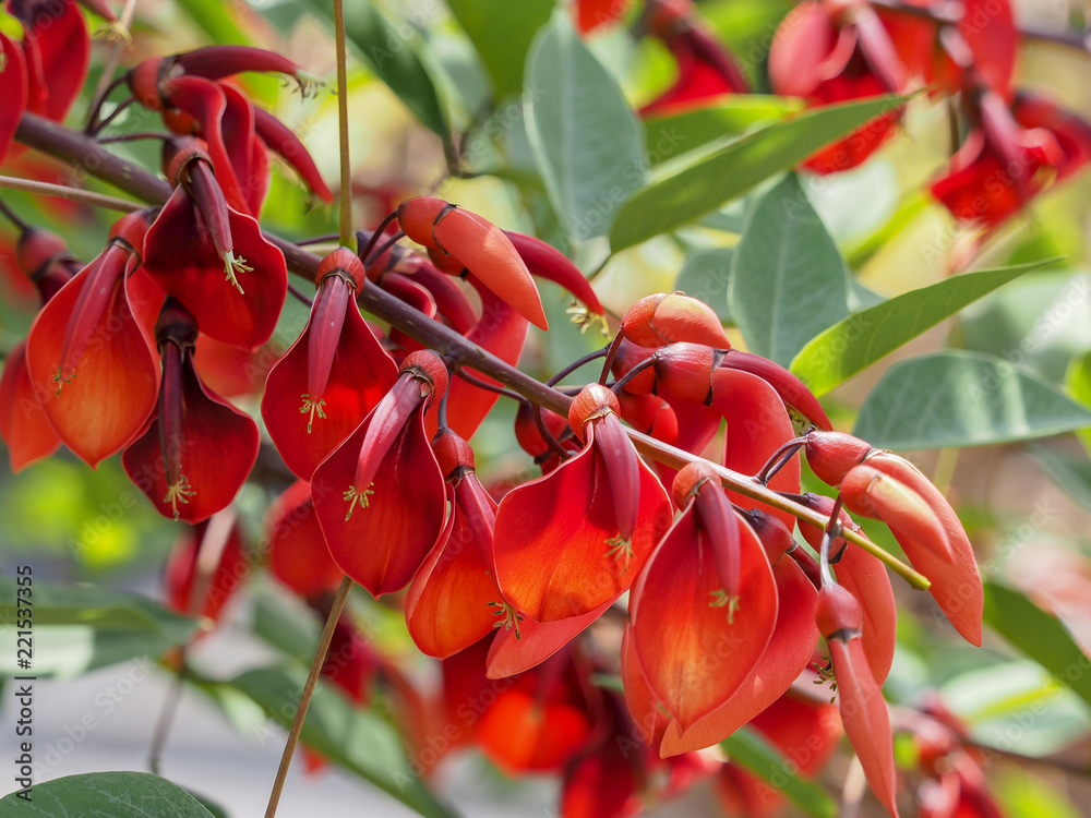 Erythrina crista-galli. Le Ceibo ou bucaré originaire d'Amérique du sud ...