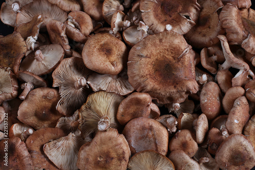 mushrooms in the market