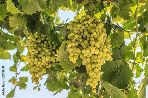 Wallpaper Mural White grapes hanging on a bush in a sunny beautiful day. Torontodigital.ca