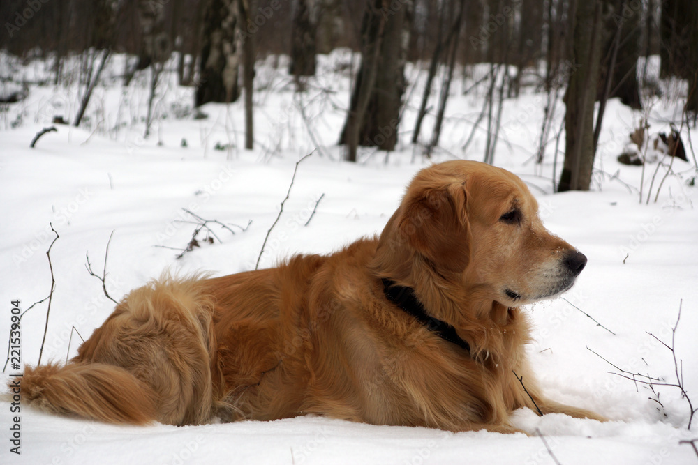 Red-haired dog breeds golden retriever lies in winter in the snow and looks aside