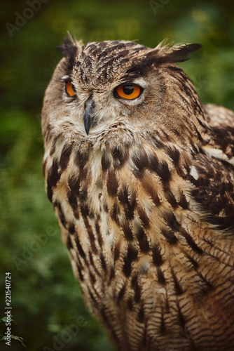 Big owl close up