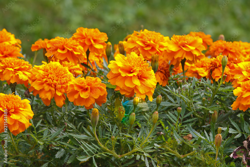 Red-orange marigold flowers. Red-orange marigold flowers.