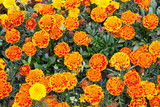 Red-orange marigold flowers.