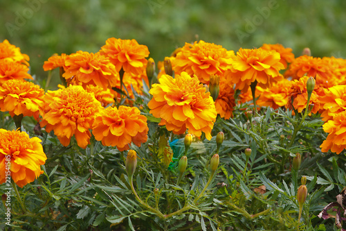 Red-orange marigold flowers.