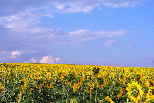 Field with blooming sunflowers, cloudy sky in horizon, Ukraine