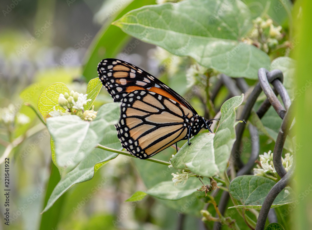 Pretty Butterfly One Side Pretty Butterfly One Side