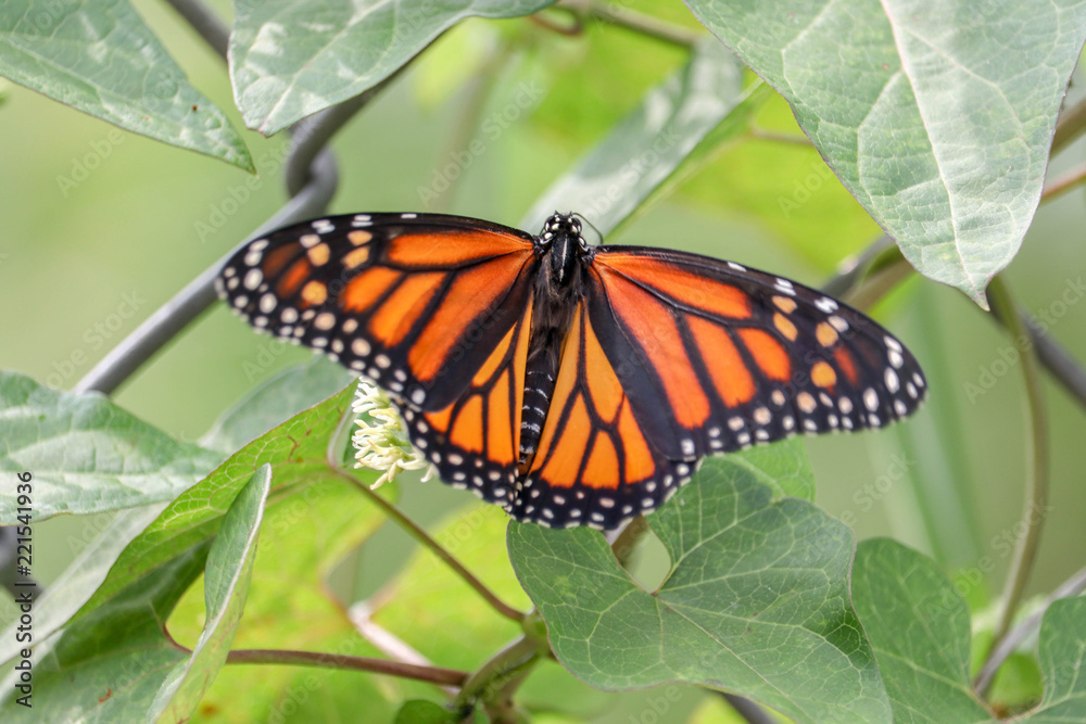 Pretty Butterfly with Wings Pretty Butterfly with Wings