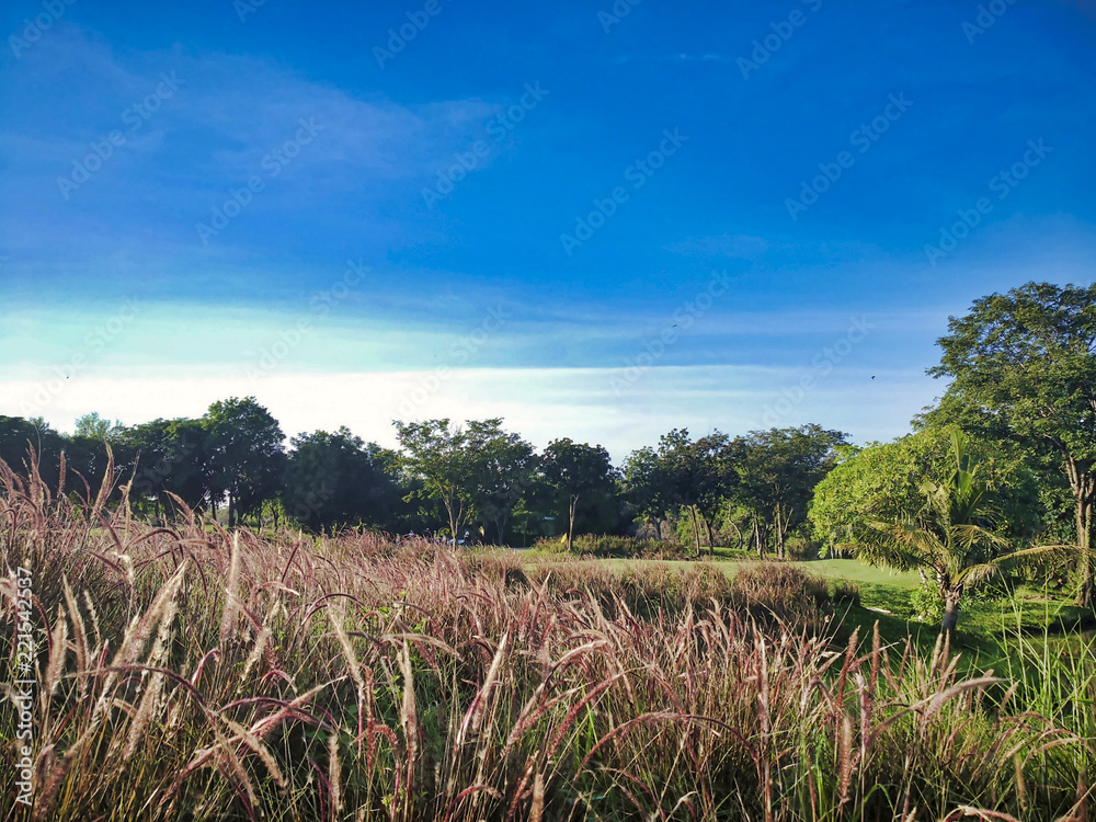 landscape with green field and blue sky landscape with green field and blue sky