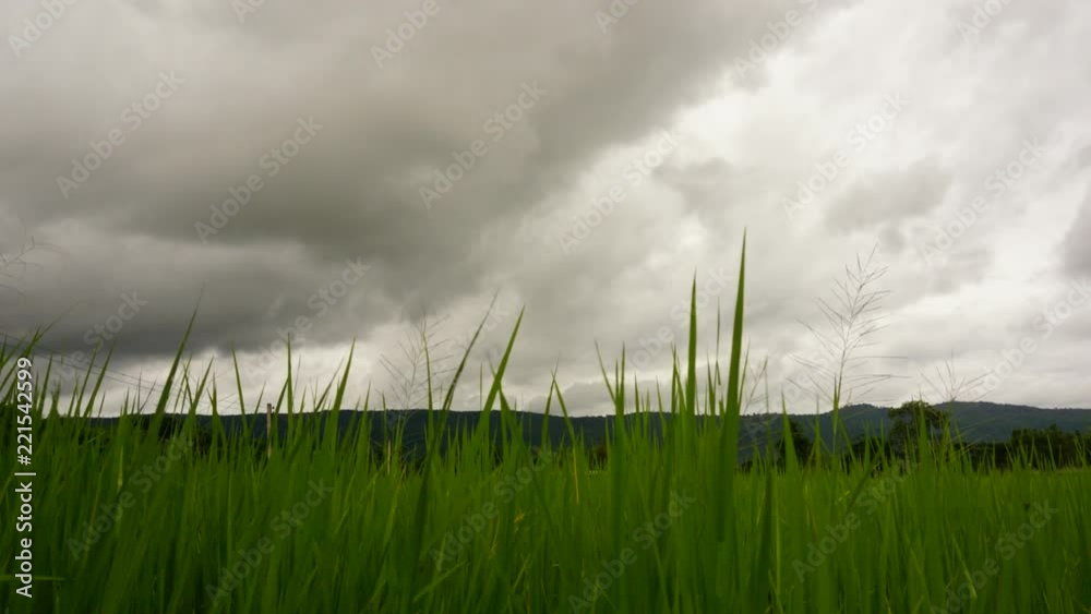 Green field of refreshing Mountainous in the background Green field of refreshing Mountainous in the background