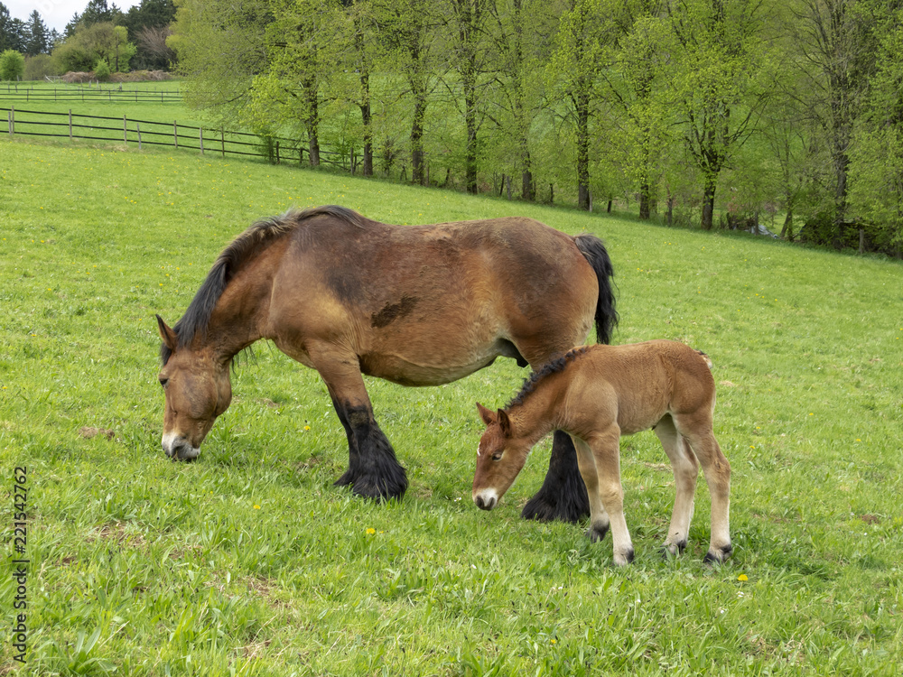 Ardennes foal standing next to its grazing mother mare in a Belgian May meadow Ardennes foal standing next to its grazing mother mare in a Belgian May meadow