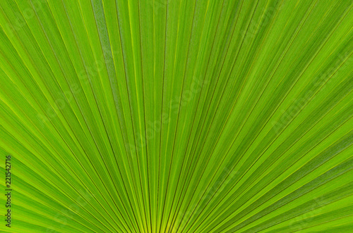 Texture of green palm leaves.