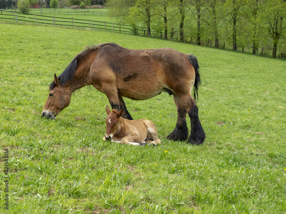 Ardennes foal reposing next to its grazing mother in a Belgian May meadow Ardennes foal reposing next to its grazing mother in a Belgian May meadow