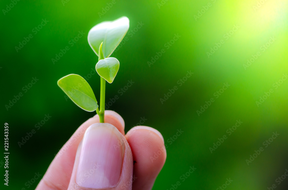 Human keep fresh green leaves in the garden. Human keep fresh green leaves in the garden.