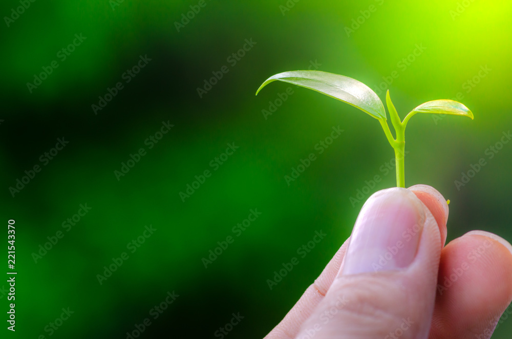 Human keep fresh green leaves in the garden. Human keep fresh green leaves in the garden.
